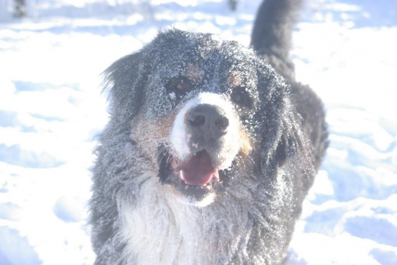 archie-in-snow