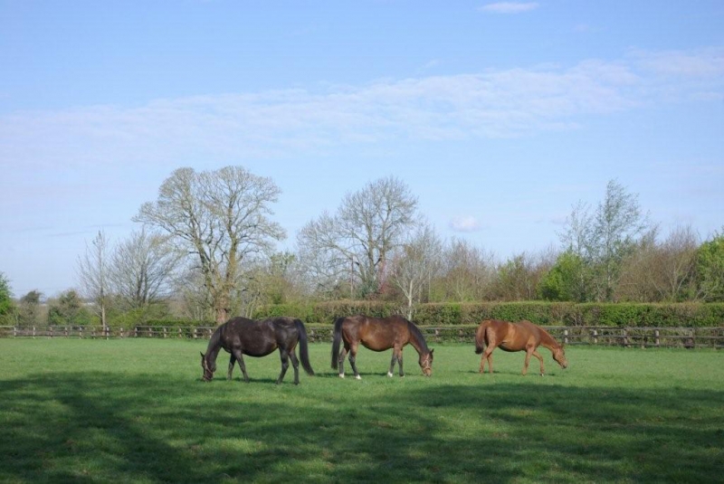 mares-grazing