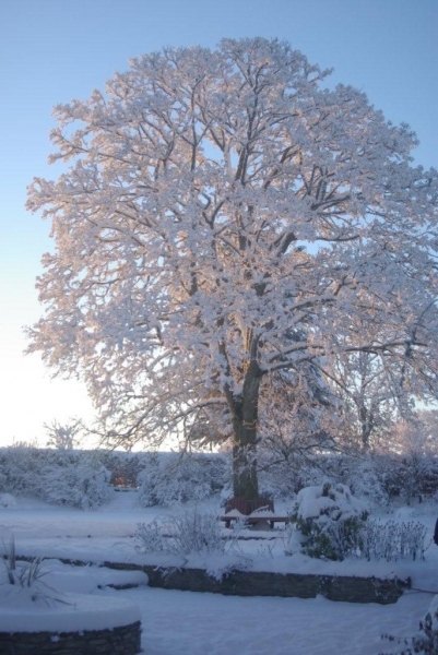 snowy-tree