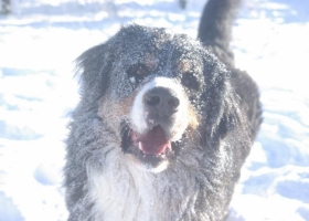 archie-in-snow