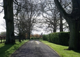 avenue-in-spring