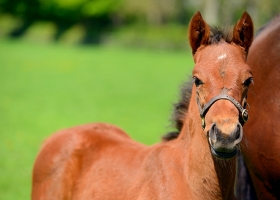 bay-foal