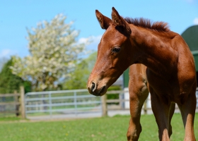 chesnut-foal