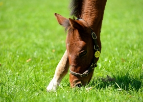 grazing