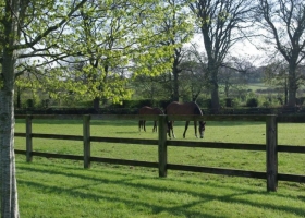 mare-and-foal