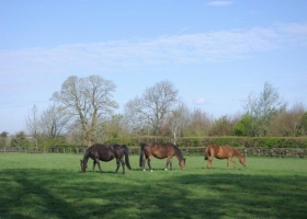 mares-grazing