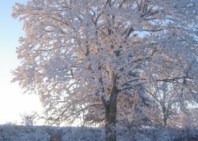 snowy-tree