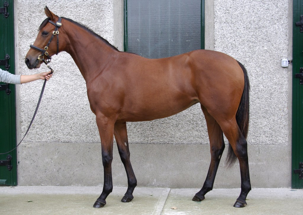 Lot 384 Goffs Orby